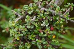 Cotoneaster brandisii